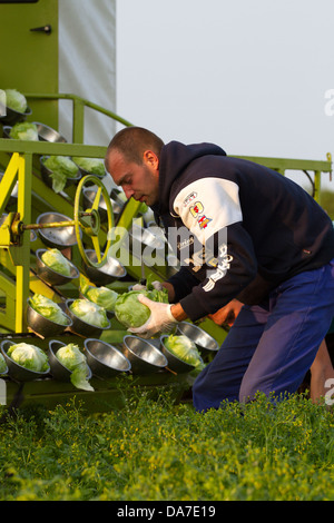 Schneiden oder Zuschneiden Römersalat (cos), einen griechischen Salat auf bloße Stirn, Hesketh Bank, Southport, West Lancashire, uk Stockfoto