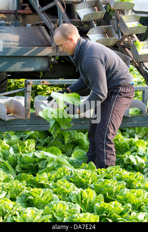 Schneiden oder Zuschneiden Römersalat (cos), einen griechischen Salat auf bloße Stirn, Hesketh Bank, Southport, West Lancashire, uk Stockfoto