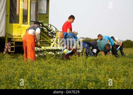 Schneiden oder Zuschneiden Römersalat (cos), einen griechischen Salat auf bloße Stirn, Hesketh Bank, Southport, West Lancashire, uk Stockfoto