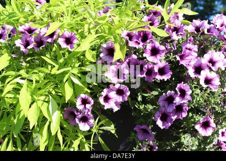 schöne Blüte von Ipomoea ist sehr bunt Stockfoto