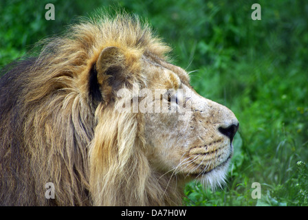 Asiatischen Löwen Chester Zoo Stockfoto