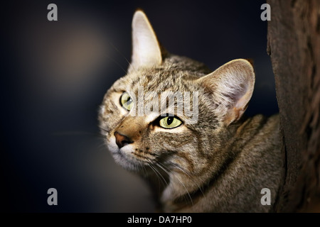 Afrikanische Wildkatze - Felis Silvestris Lybica - Kalahari-Wüste - Südafrika Stockfoto