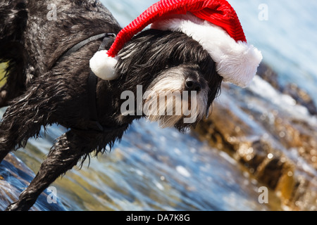 Hund in ein Weihnachts - Nikolausmütze in Strandnähe. Tibet Terrier am Strand mit einer Weihnachtsmütze auf Stockfoto