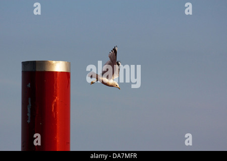 Möwe fliegt von oben auf eine rote Säule in der späten Nachmittagssonne im Hafen von Hamburg, Deutschland. Stockfoto