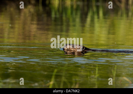 Biber in einem Wildnis-See schwimmen Stockfoto