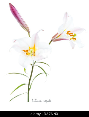 Königliche Lilie (Lillium Regale) Trompete blühende Lilie Knospe und Blätter auf dem weißen Hintergrund Juli England UK Europe Stockfoto