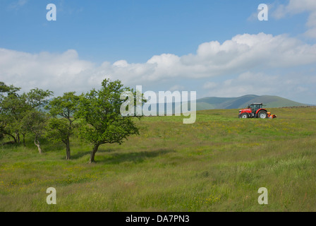 Heu-machen bei Eycott Hill, North Cumbria, Nationalpark Lake District, England UK Stockfoto