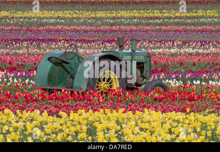 Einen alten John Deere Traktor in einem Feld von Tulpen Stockfoto