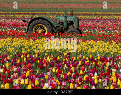 Einen alten John Deere Traktor in einem Feld von Tulpen Stockfoto