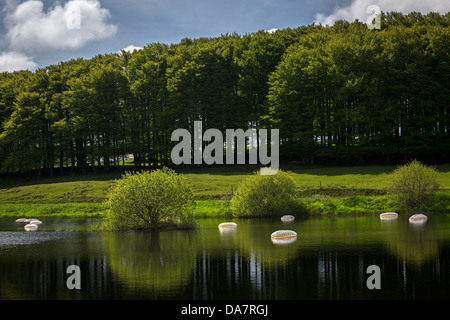 Die Land Art Arbeit bezeichnet Mégascospic Diatomeen, von Prisca Cosnier gemacht. Ein Projekt in den Horizont "Natur-Kunst" 2013 Rahmen Stockfoto