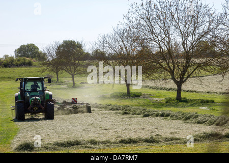 Traktor fahren hin und her zwischen den Bäumen, ein Feld von Heu im Frühjahr, Aquitaine Region Frankreichs zu ernten Stockfoto