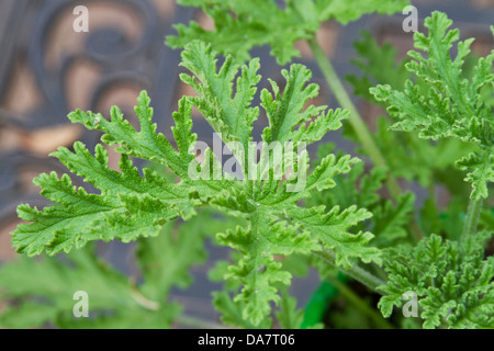 Nahaufnahme von Pflanzenblättern Citronella (Mücke) Stockfoto