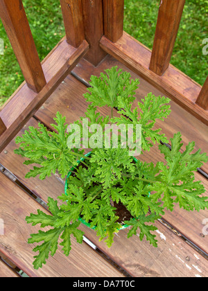 Blick hinunter auf eine eingemachte Citronella Moskito Pflanze draußen auf dem Deck eines Stockfoto