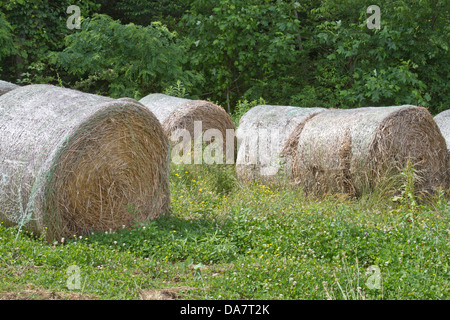 Rundballen Heu in einem Bauernhof-Feld Stockfoto