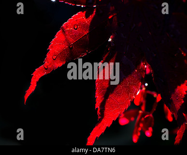 Regentropfen auf Backlit japanischer Ahorn Baum Blätter Stockfoto