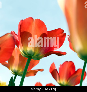 Leuchtende rote Tulpen Ansicht von unten gegen den blauen Himmel. Stockfoto