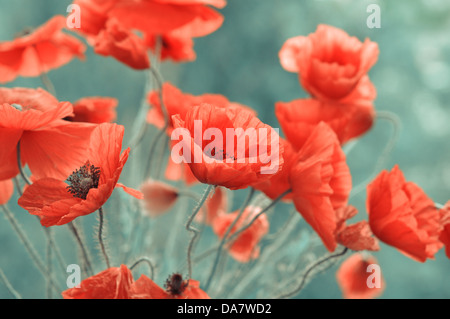 Bereich der roten Mohn Blüten im Frühjahr closeup Stockfoto