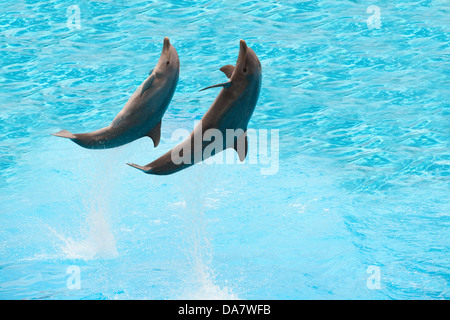 Zwei Delphine springen in den pool Stockfoto