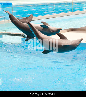 Zwei Delphine springen in den Pool während akrobatische show Stockfoto