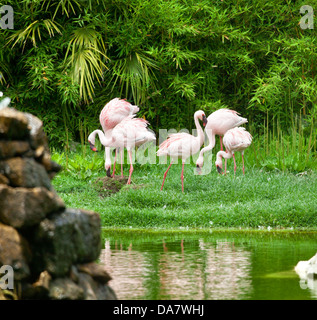 Schöne rosa Flamingos in der Natur Stockfoto