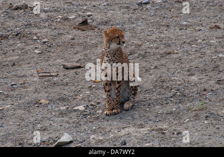 Eine Sitzung Cheetah. Stockfoto