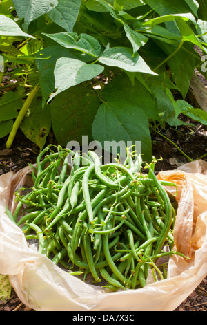 Frisch gepflückten grünen Bohnen aus dem Garten. Stockfoto