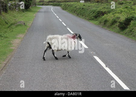 Schwarzes Gesicht Ram beim Überqueren der Straße an Dartmoor Englands. Stockfoto