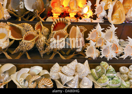 Muscheln anzeigen in einem mediterranen Souvenirshop Stockfoto