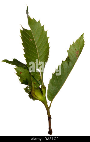 Dryocosmus Kuriphilus Gall Wasp Schaden auf Sweet Chestnut Stockfoto