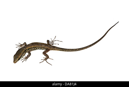 Mauereidechse - Podarcis muralis Stockfoto