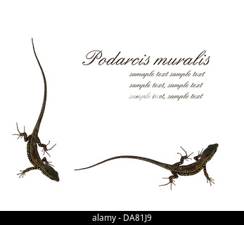 Podarcis Muralis - gemeinsame Wand-Eidechse-Hintergrund Stockfoto