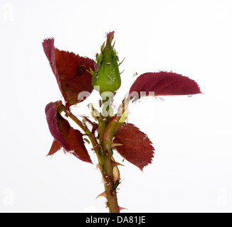 Blattläuse auf rose Knospe, isoliert Stockfoto