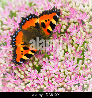 Kleiner Fuchs Schmetterling oder Aglais Urticae auf Sedum Blüten im Spätsommer - Quadrat Stockfoto