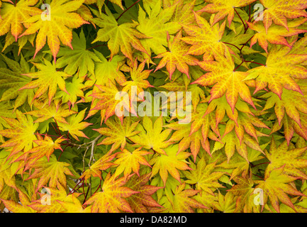 Acer farbige Baumblätter Stockfoto