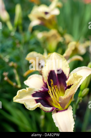 Nahaufnahme einer Taglilie Blume im Garten - selektiven Fokus Stockfoto