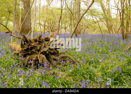 Ein umgestürzter Baum bietet einen idealen Lebensraum für Wildtiere in West Sussex. Stockfoto