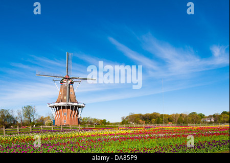 Die historische Windmühle DeZwaan, umgeben von Tulpen Windmühle Insel in Holland, Michigan, Vereinigte Staaten von Amerika. Stockfoto