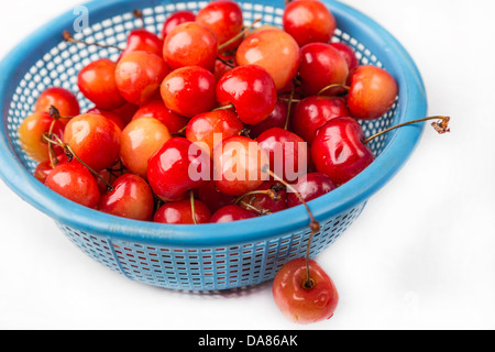 frische Kirschen mit Tropfen Wasser in blau Sieb Stockfoto