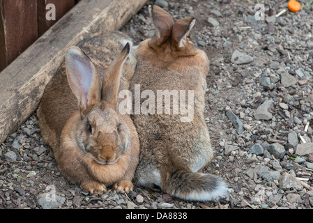 2 continental Riesen-Kaninchen in einem Gartencenter Stockfoto