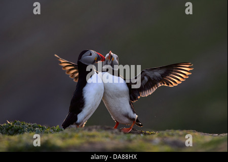 Anzeigen paar Papageientaucher in warmen Abend Hintergrundbeleuchtung mit Sonnenlicht durch die Flügel Stockfoto