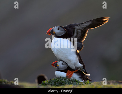 Anzeige und Paarung zweier Papageientaucher in warmen Abend Hintergrundbeleuchtung mit Sonnenlicht durch die Flügel Stockfoto