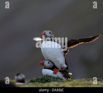 Anzeige und Paarung zweier Papageientaucher in warmen Abend Hintergrundbeleuchtung mit Sonnenlicht durch die Flügel Stockfoto