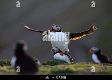 Anzeige und Paarung zweier Papageientaucher in warmen Abend Hintergrundbeleuchtung mit Sonnenlicht durch die Flügel Stockfoto