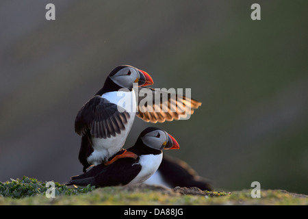 Anzeige und Paarung zweier Papageientaucher in warmen Abend Hintergrundbeleuchtung mit Sonnenlicht durch die Flügel Stockfoto