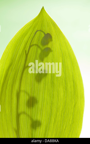 Lily Of The Valley / Convallariaarten Majalis Stockfoto