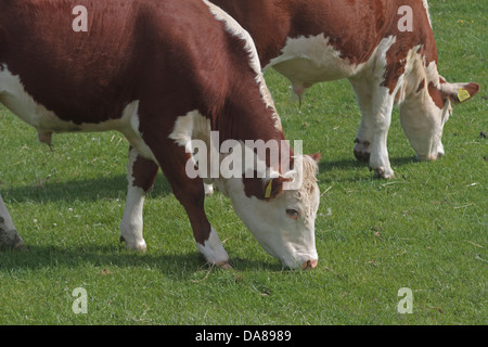 Hereford Kühe weiden. UK Stockfoto