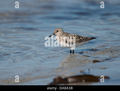 Calidris Alba, Sanderling im Sommer Gefieder Stinky Bay äußeren Hebriden, auf der Suche nach Nahrung, wie die Flut in schiebt Stockfoto