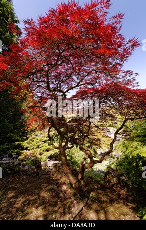 Acer Palmatum - Polymorphum japanischer Ahorn Baum, Steingarten, Steingarten, Preston Park, Brighton, England, Vereinigtes Königreich Stockfoto