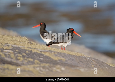 Haematopus Ostralegus, Oyster Catcher auf Felsen am South Uist, äußeren Hebriden im Juni Stockfoto