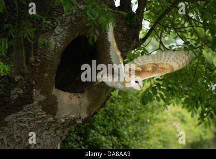 Schleiereule (Tylo Alba) fliegen vom Nest im Baumstamm Stockfoto